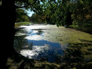 pond with coontail and algae half acre