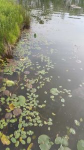 watershield mixed with lilies