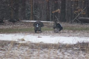 Turkey near the pond