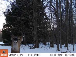 Deer smiling for the camera