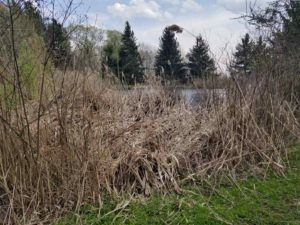 phragmite over grown