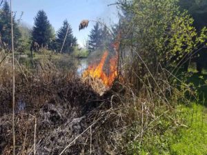 Phragmite on burning