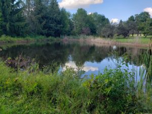 over grown pond project