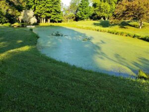 Before herbicide treatment for water meal