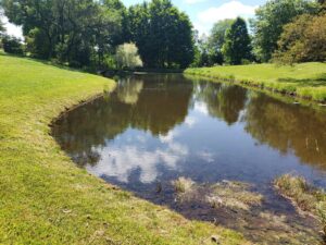 after herbicide treatment for water meal